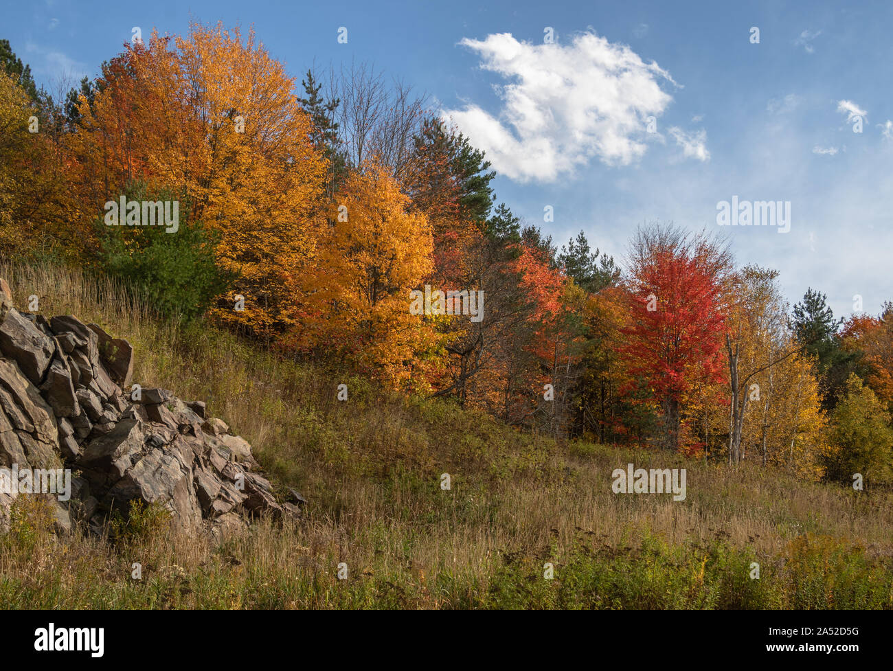 Rich autumn colours in the forest on a rock hill in Muskoka under blue sky Stock Photo