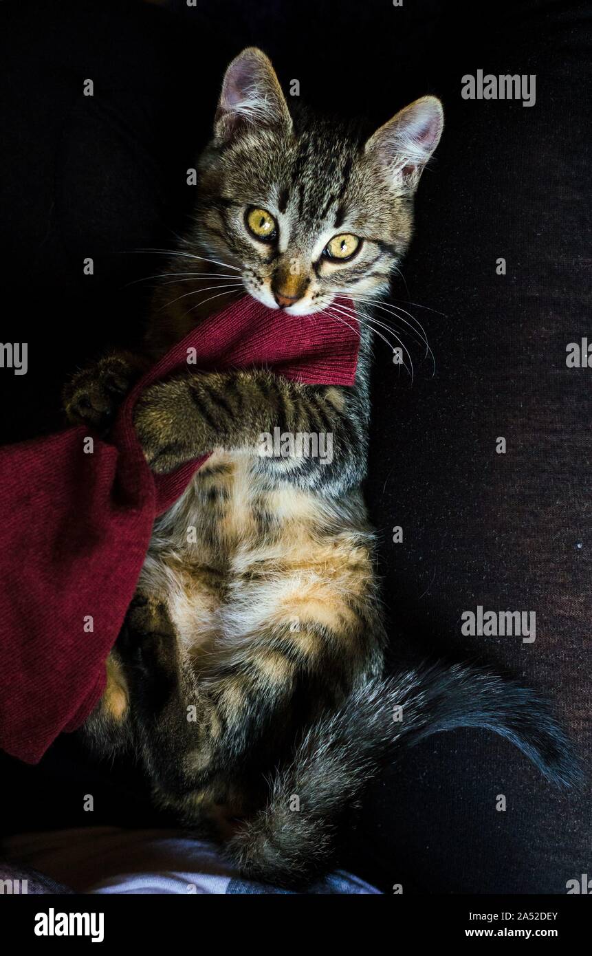 Portrait of a beautiful striped cat biting some red clothes Stock Photo