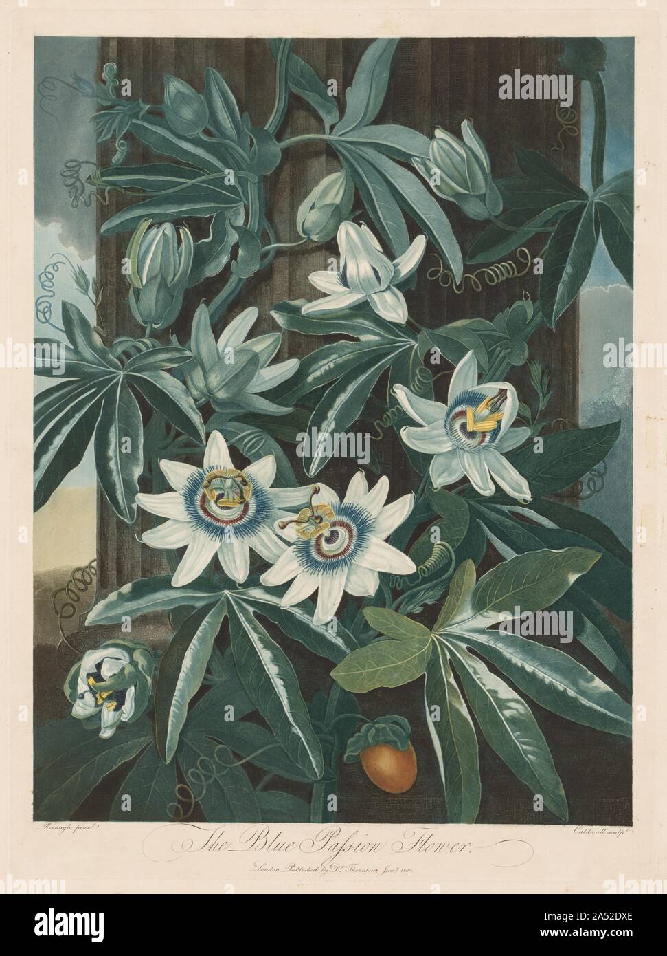 The Blue Passion-flower, 1799-1807. In the 18th century, new engraving and etching techniques offered a variety of tonal effects that enhanced botanical prints. While mezzotint (in which the plate is roughened and then the engraver works from dark to light creating different values) and stipple (dots create values) make it possible to create the rich tonal scale and velvety texture of oil paint, aquatint imitates the delicacy and transparency of watercolour and ink wash. Stock Photo
