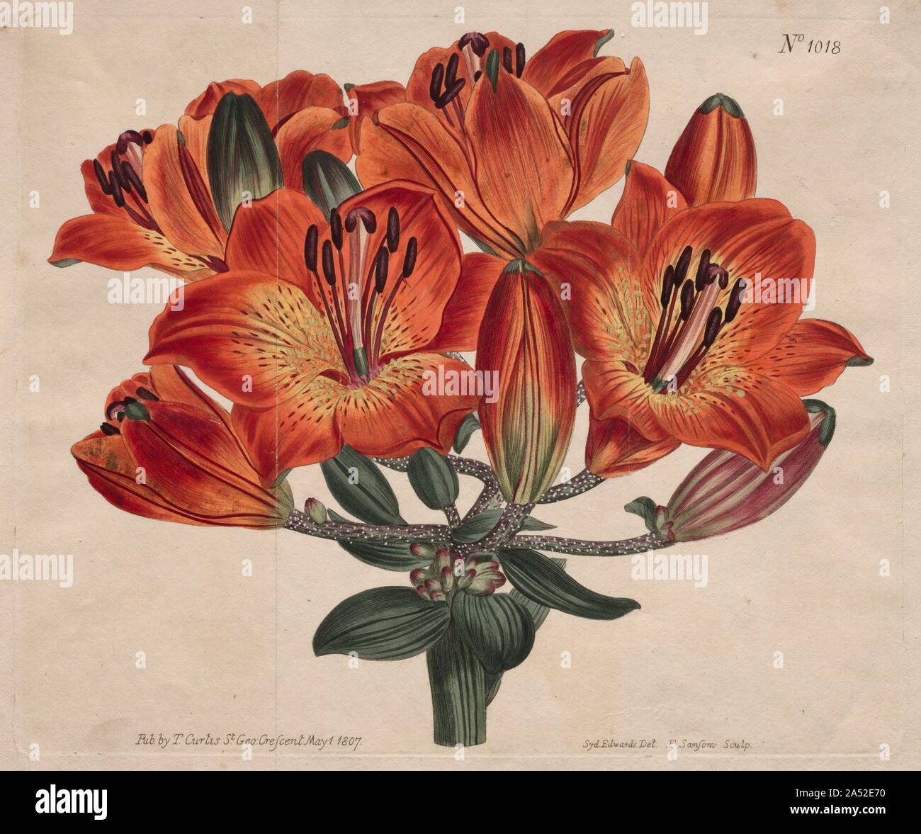 The Botanical Magazine or Flower Garden Displayed: Umbel-Flowering Bulb-Bearing Orange-Lily, 1807. England was central to botanical concerns in the 18th century. For example, Kew Gardens was founded in 1721 and became a major institution for knowledge about plants from every continent. Interest in gardening led William Curtis to found the specialized magazine  Botanical Magazine: or Flower Garden Displayed  in 1787. Curtis aimed &quot;to illustrate and describe the most ornamental flowering plants including information on their cultivation and illustrations drawn from living plants and coloure Stock Photo