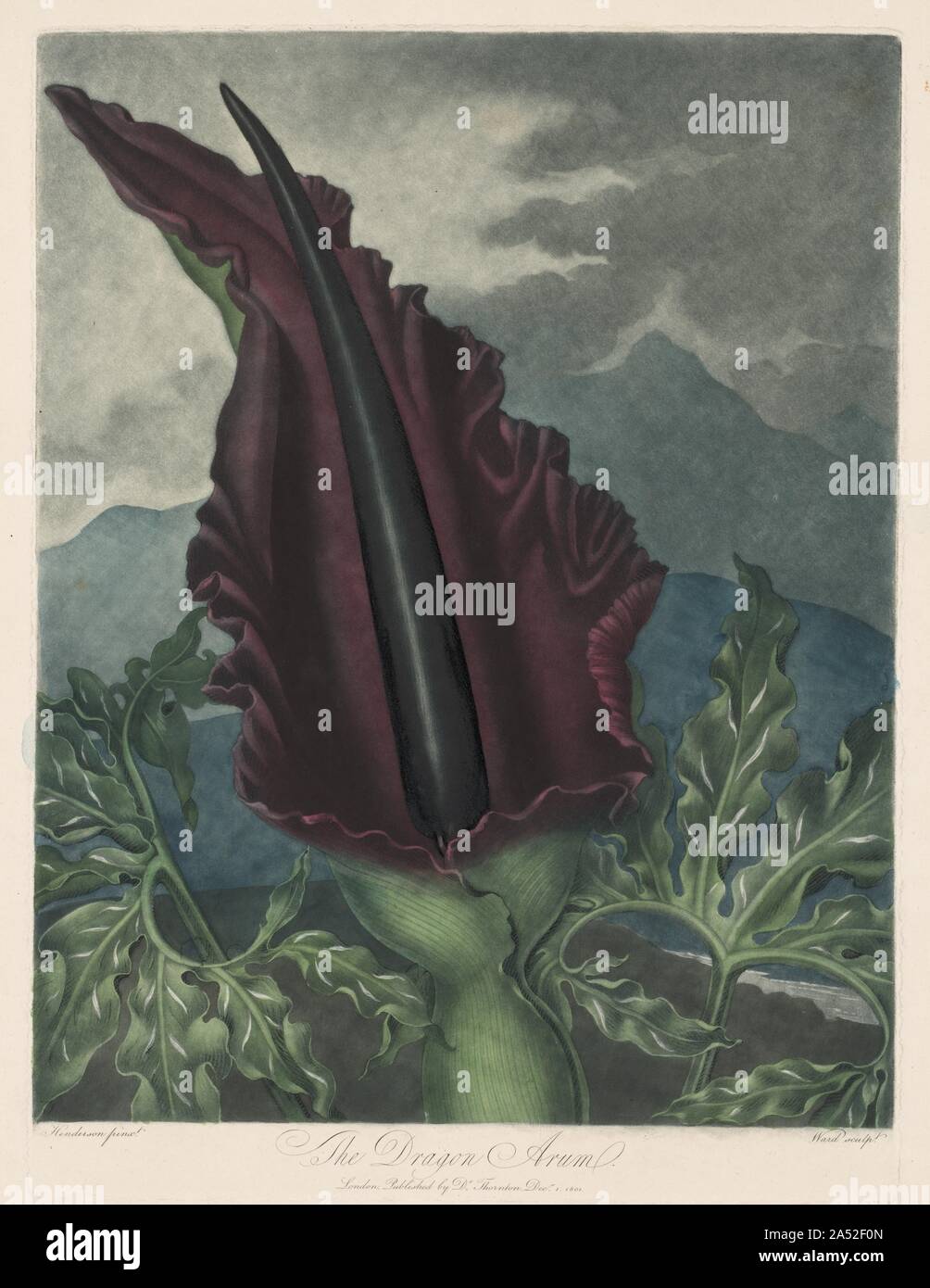 The Dragon Arum, Black Calla or Solomon's Lily, 1799-1807. In the 18th century, new engraving and etching techniques offered a variety of tonal effects that enhanced botanical prints. While mezzotint (in which the plate is roughened and then the engraver works from dark to light creating different values) and stipple (dots create values) make it possible to create the rich tonal scale and velvety texture of oil paint, aquatint imitates the delicacy and transparency of watercolour and ink wash. Stock Photo