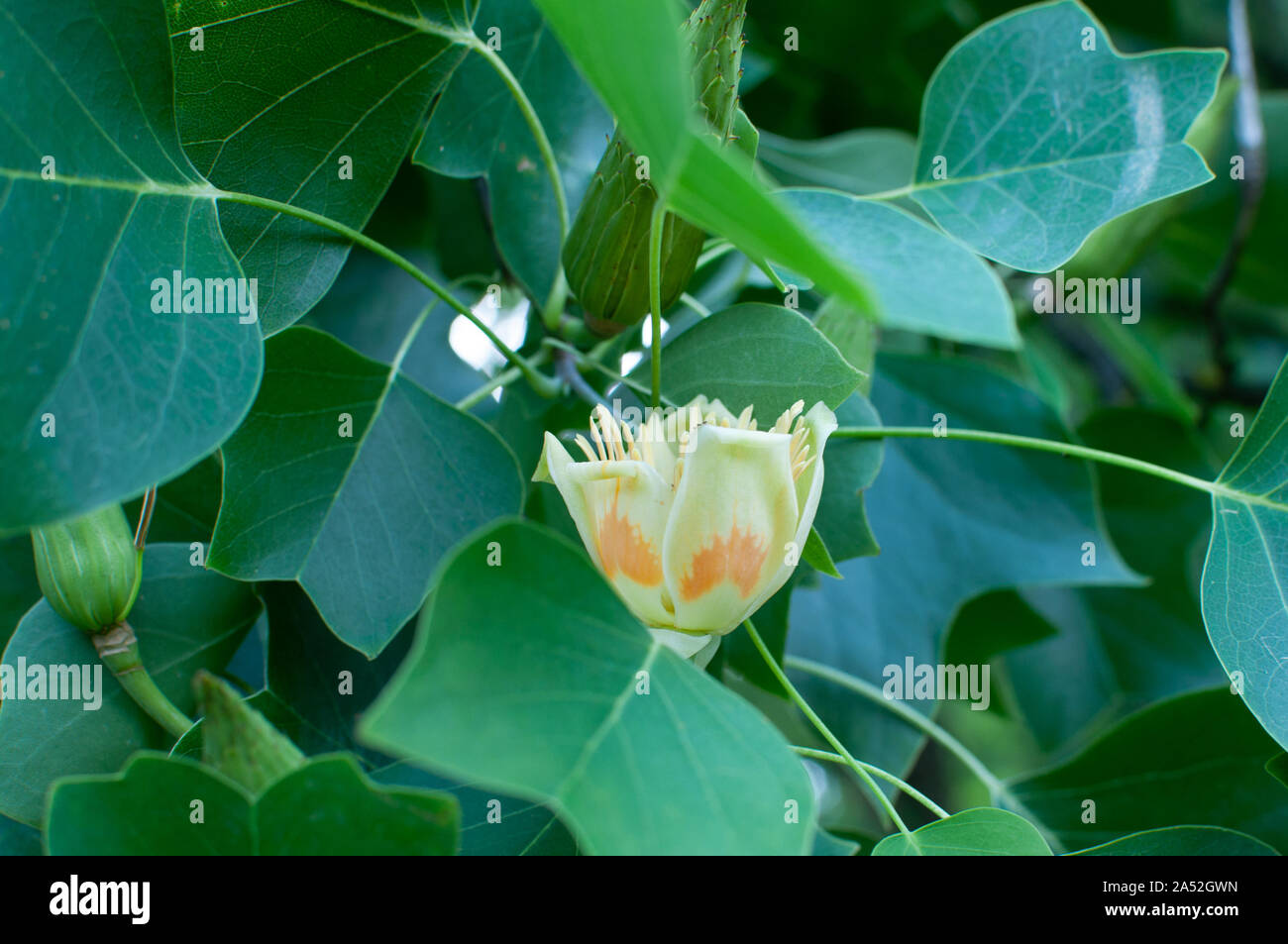 Upright tulip tree hi-res stock photography and images - Alamy