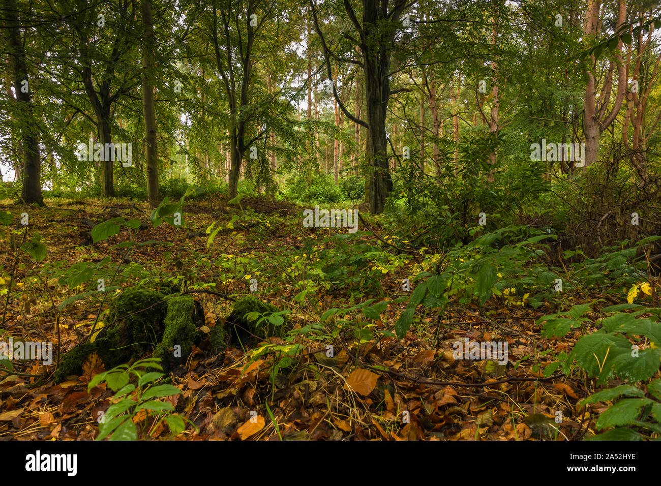 Autumn in Binning Wood, East Lothian, Scotland. Stock Photo