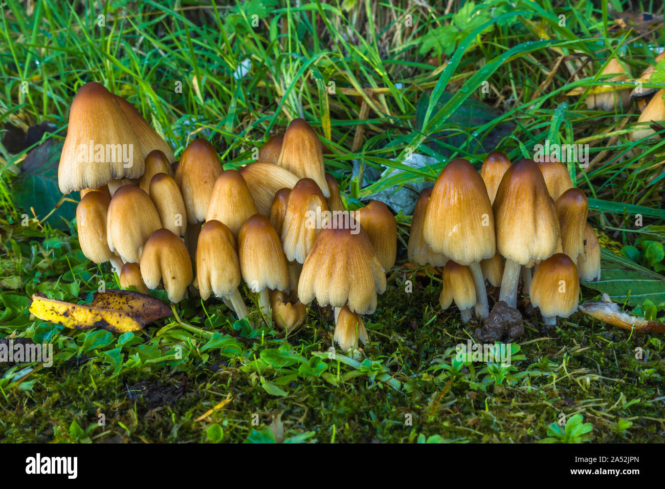 Mushrooms at Hafland Barns, East Lothian, Scotland. Most likely a Glistening Inkcap or Mica Inkcap (Coprinellus micaceus). Stock Photo