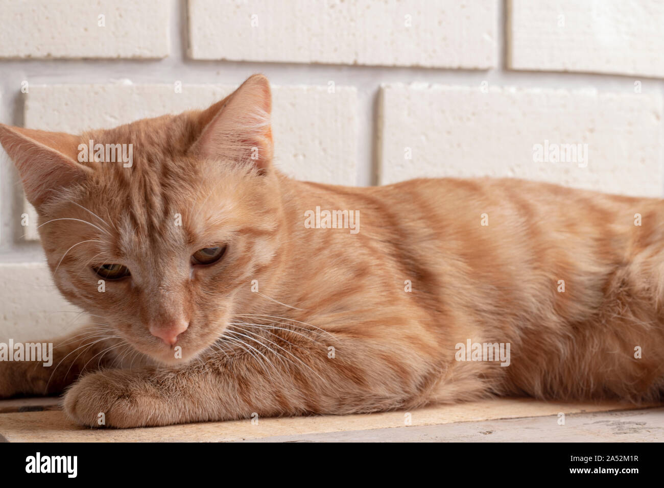 ginger kitten lying on wooden table. Horizontal Stock Photo