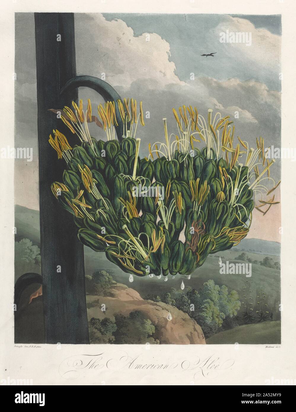 The Temple of Flora, or Garden of Nature The American