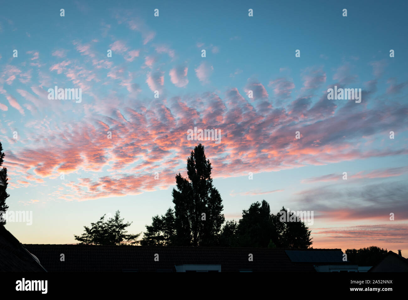 Salmon red colored altocumulus clouds at sunset. Trees are silhouetted against the evening sky. Stock Photo