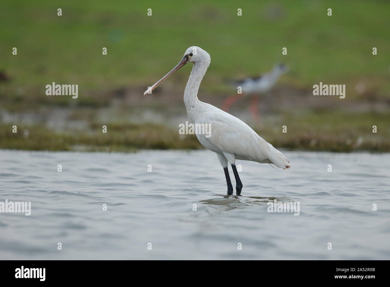 The Eurasian spoonbill, or common spoonbill, is a wading bird of the ...