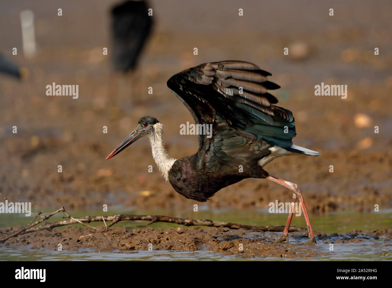 The woolly-necked stork or whitenecked stork is a large wading bird in ...