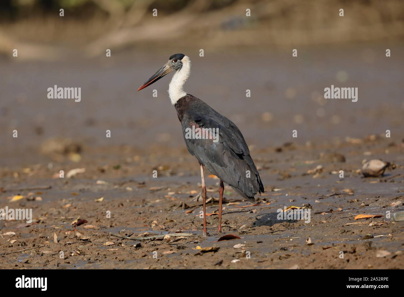 The woolly-necked stork or whitenecked stork is a large wading bird in ...