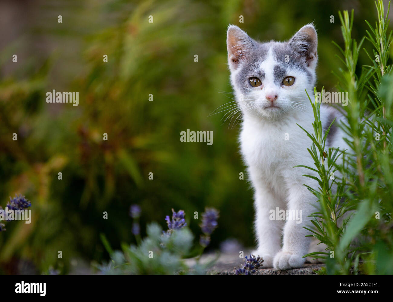 Little white kitty hotsell