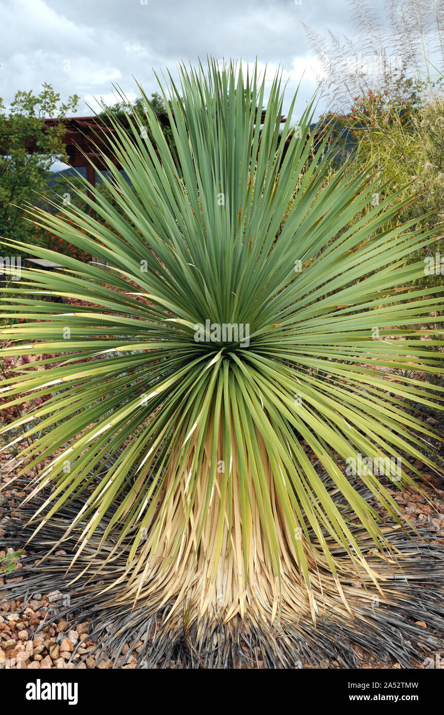 Examples of Beaked Yucca plants (Yucca rostrata) at the Santa Fe Botanic Gardens. The plant is native to the southern Texas and Northern Mexico. Stock Photo