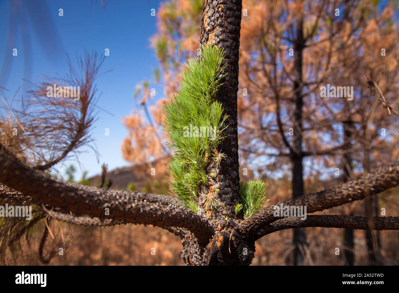 Gran Canaria, October, Canary Pine Pinus canariensis starting to recover after wildfire of two months ago Stock Photo