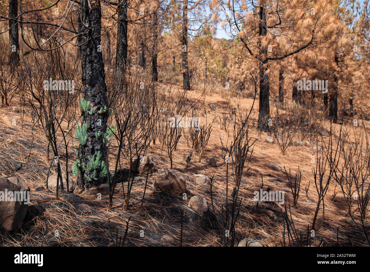 Gran Canaria, October, Canary Pine Pinus canariensis starting to recover after wildfire of two months ago Stock Photo
