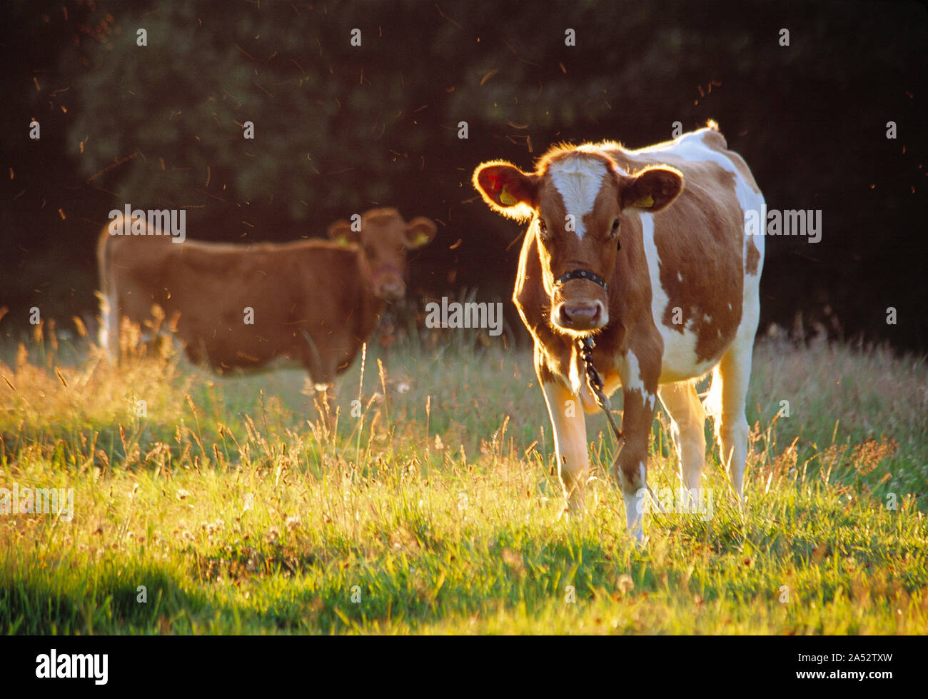 Channel Islands. Guernsey. Sark island. Farming. Guernsey calves in ...