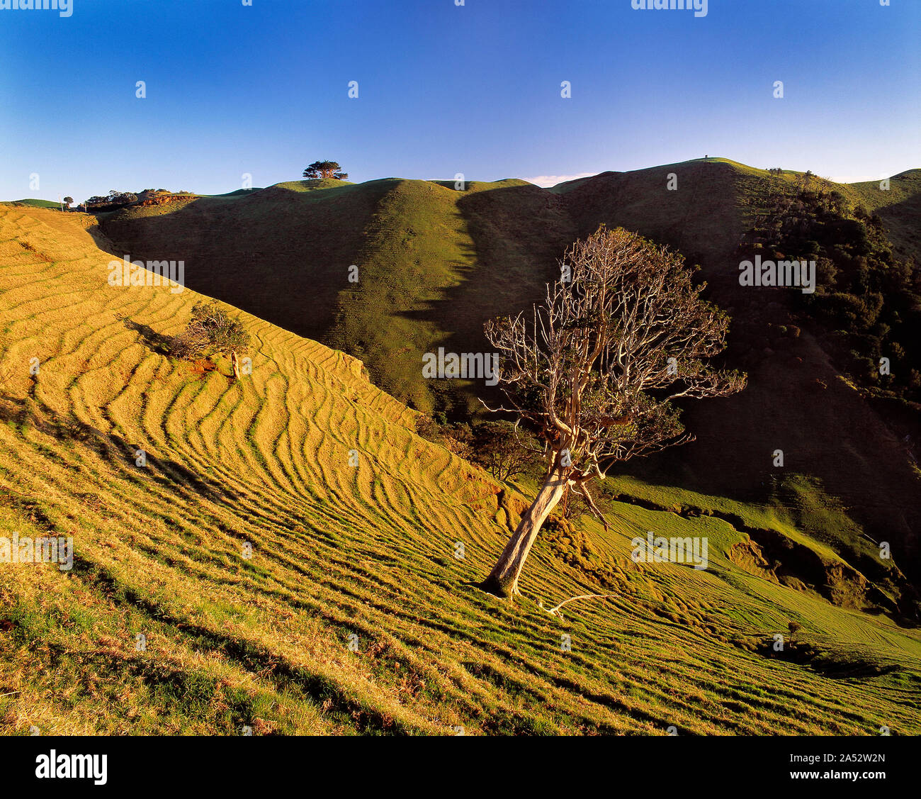 New Zealand. Manukau Heads region. Grassy valley with tree Stock Photo