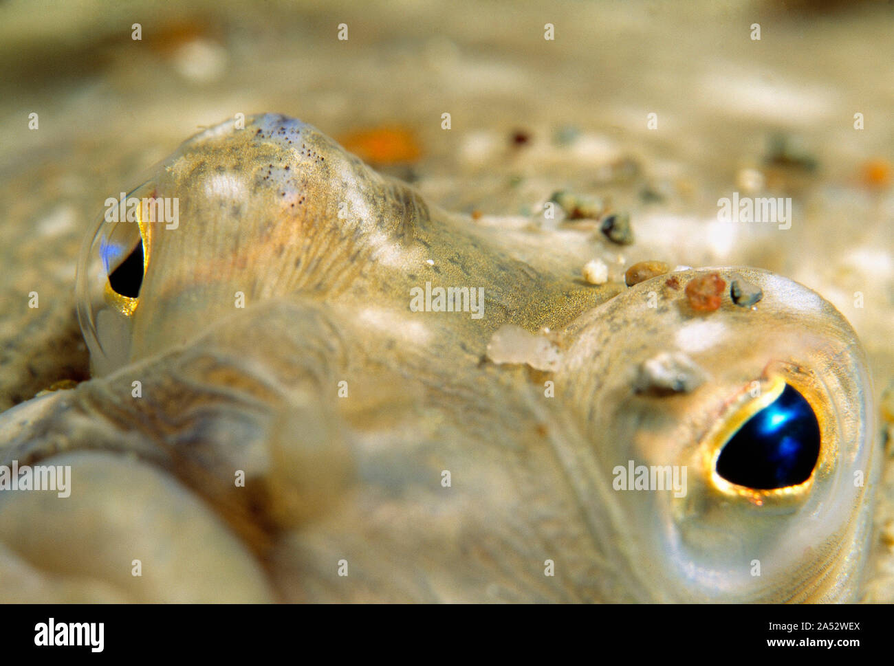 Channel Islands. Guernsey. Wildlife. Fishes. Plaice. Close up of eyes. Stock Photo