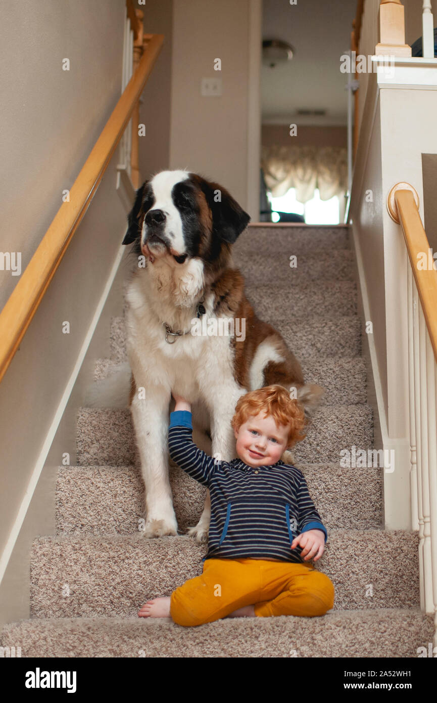 Do Dogs Go Through The Terrible Twos