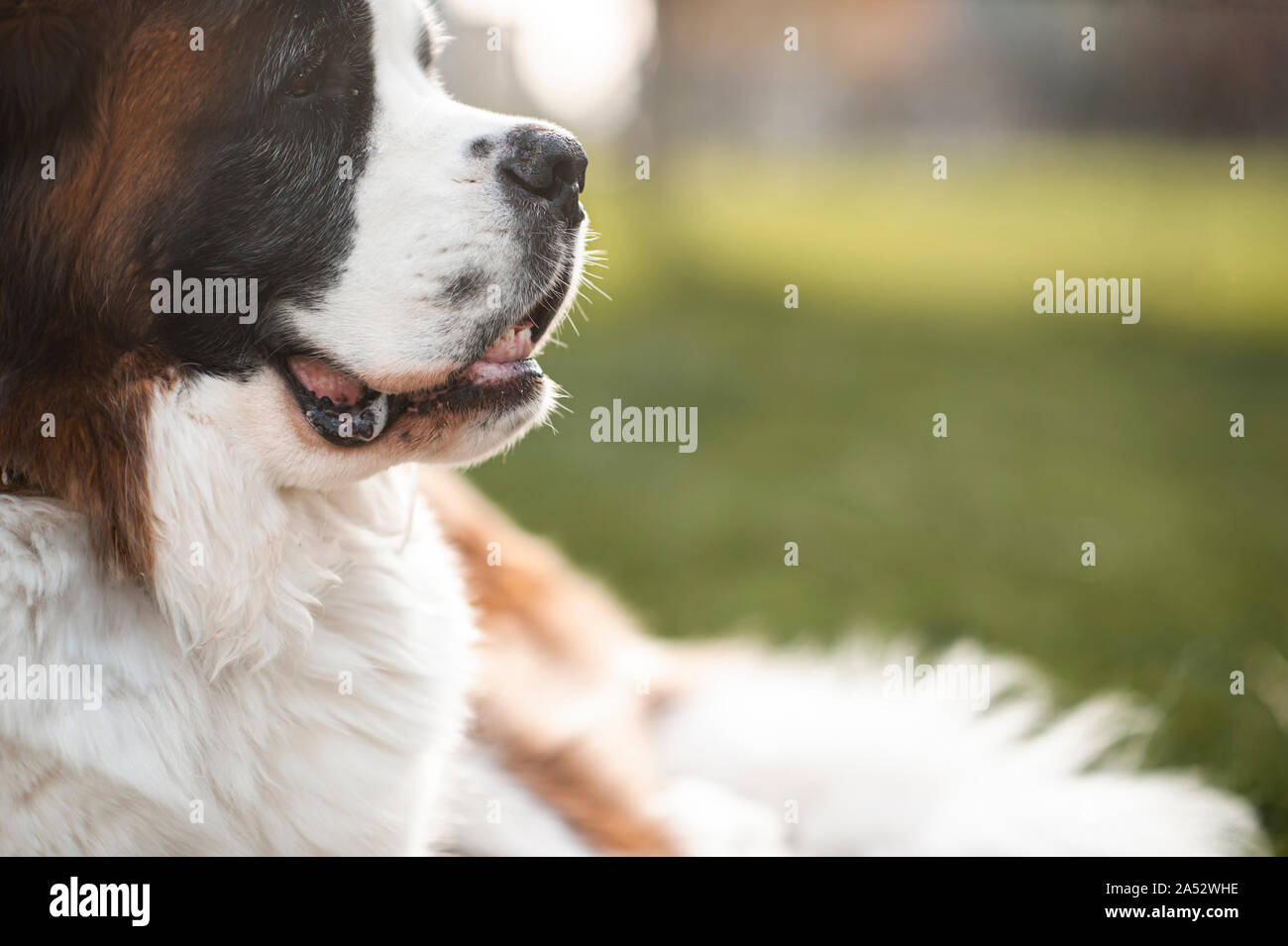 Profile of  Saint Bernard dog looking off to the side outdoors Stock Photo