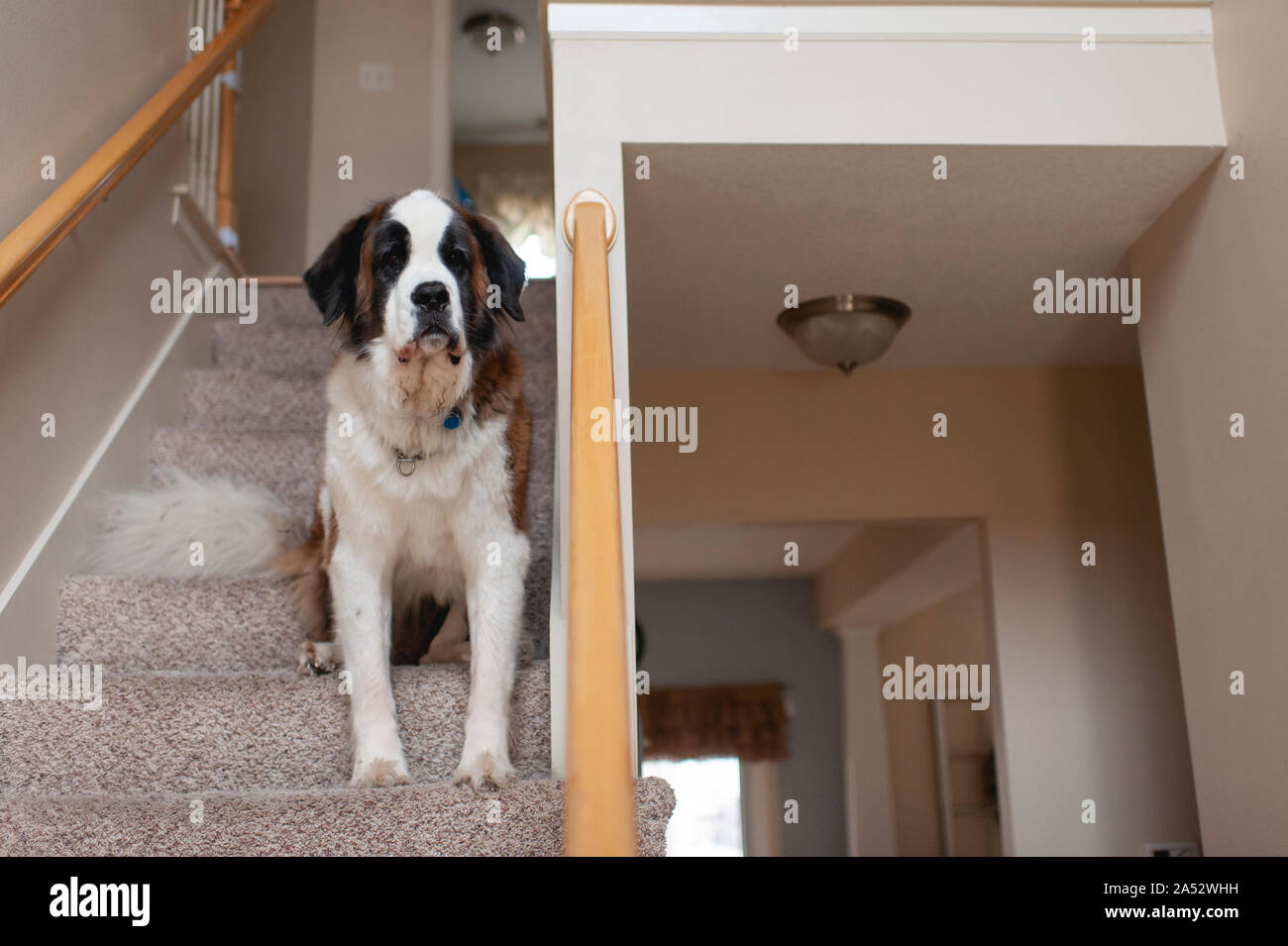 Large Saint Bernard dog sitting on stairs looking at home Stock Photo