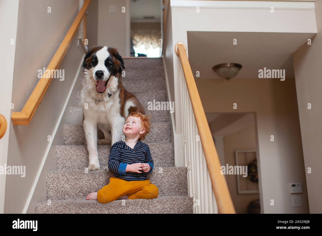 Boy 2- 3 years old sitting on steps with large dog yawning at home Stock Photo