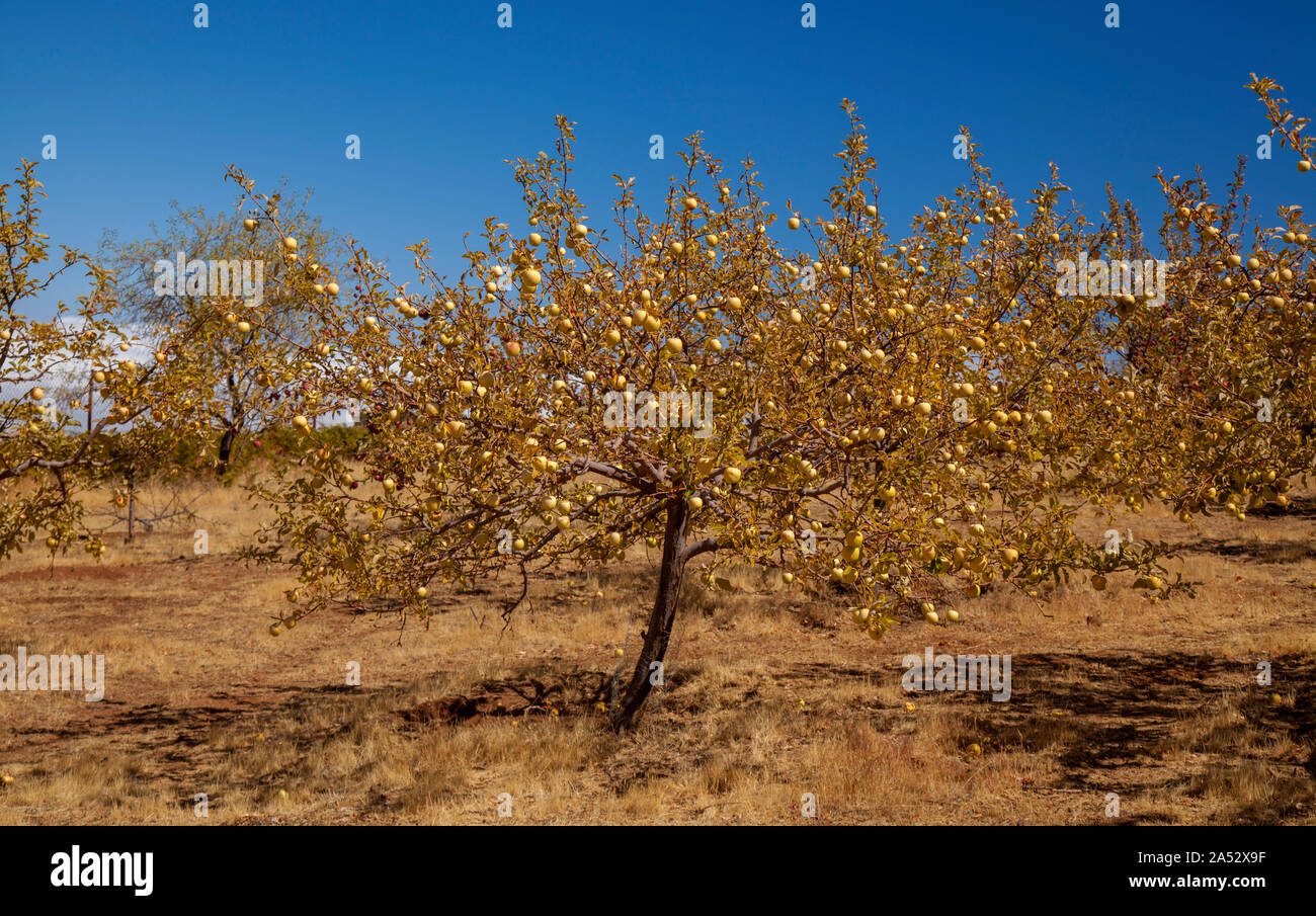 Gran Canaria, October, apple orchard on the edge of San Mateo and Valsequillo municipalities Stock Photo