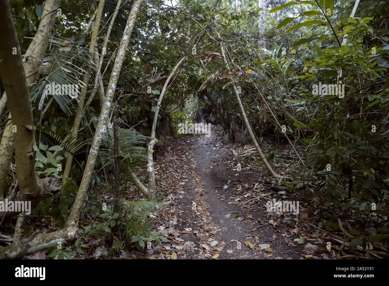 Path through the jungle Stock Photo