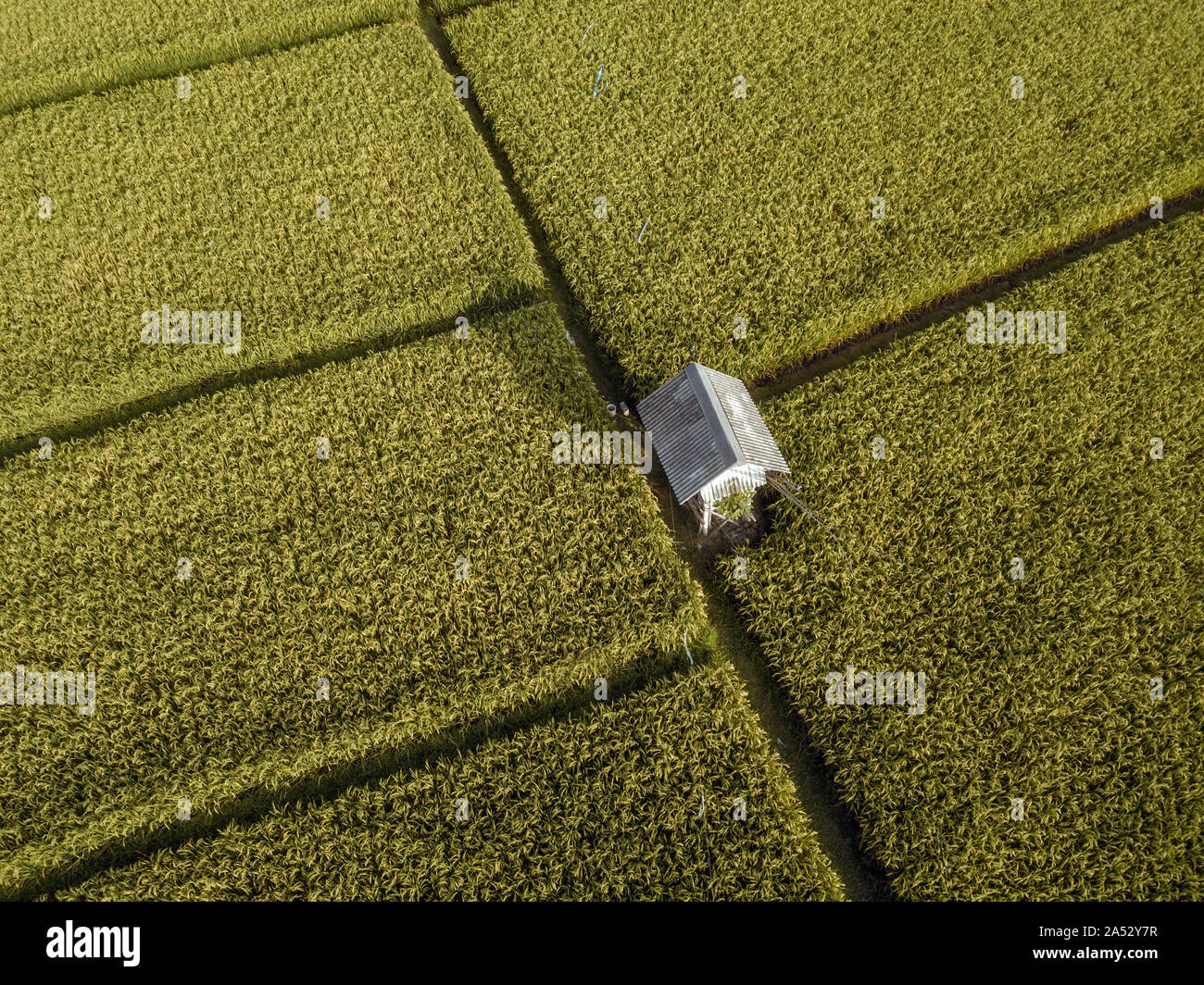 Aerial view of rice fields Stock Photo - Alamy