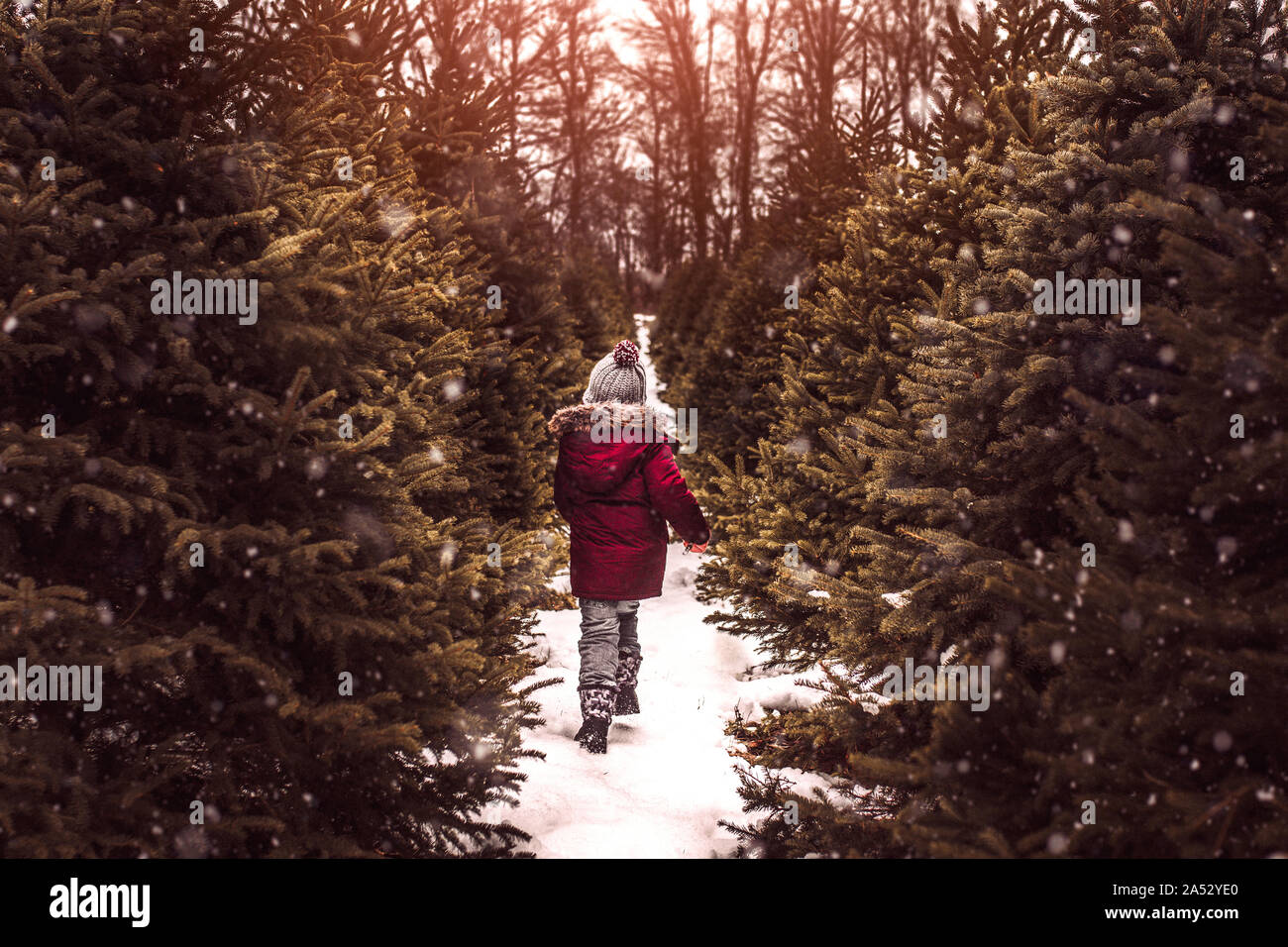 Boy searching for a perfect Christmas tree on a snowy winter day Stock Photo
