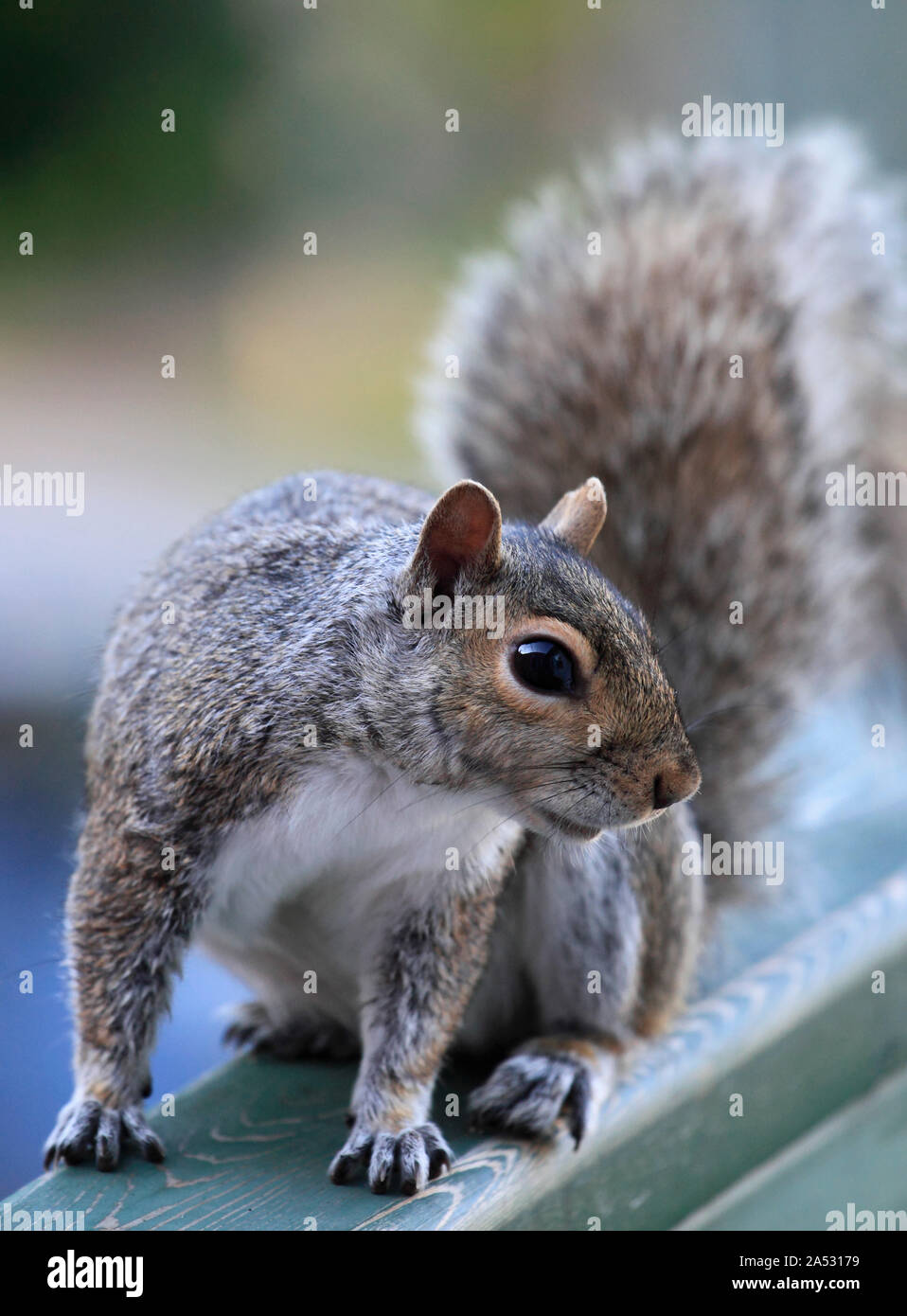 Eastern gray squirrel, sciurius carolinensis, Stock Photo