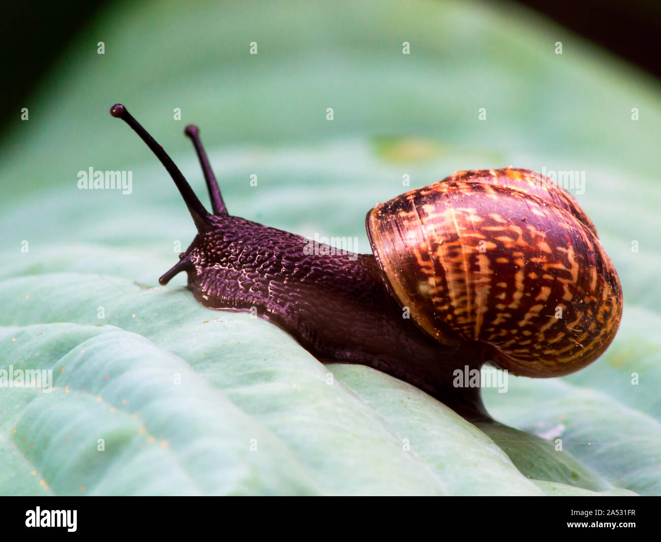 Crawling on a green leaf hi-res stock photography and images - Alamy