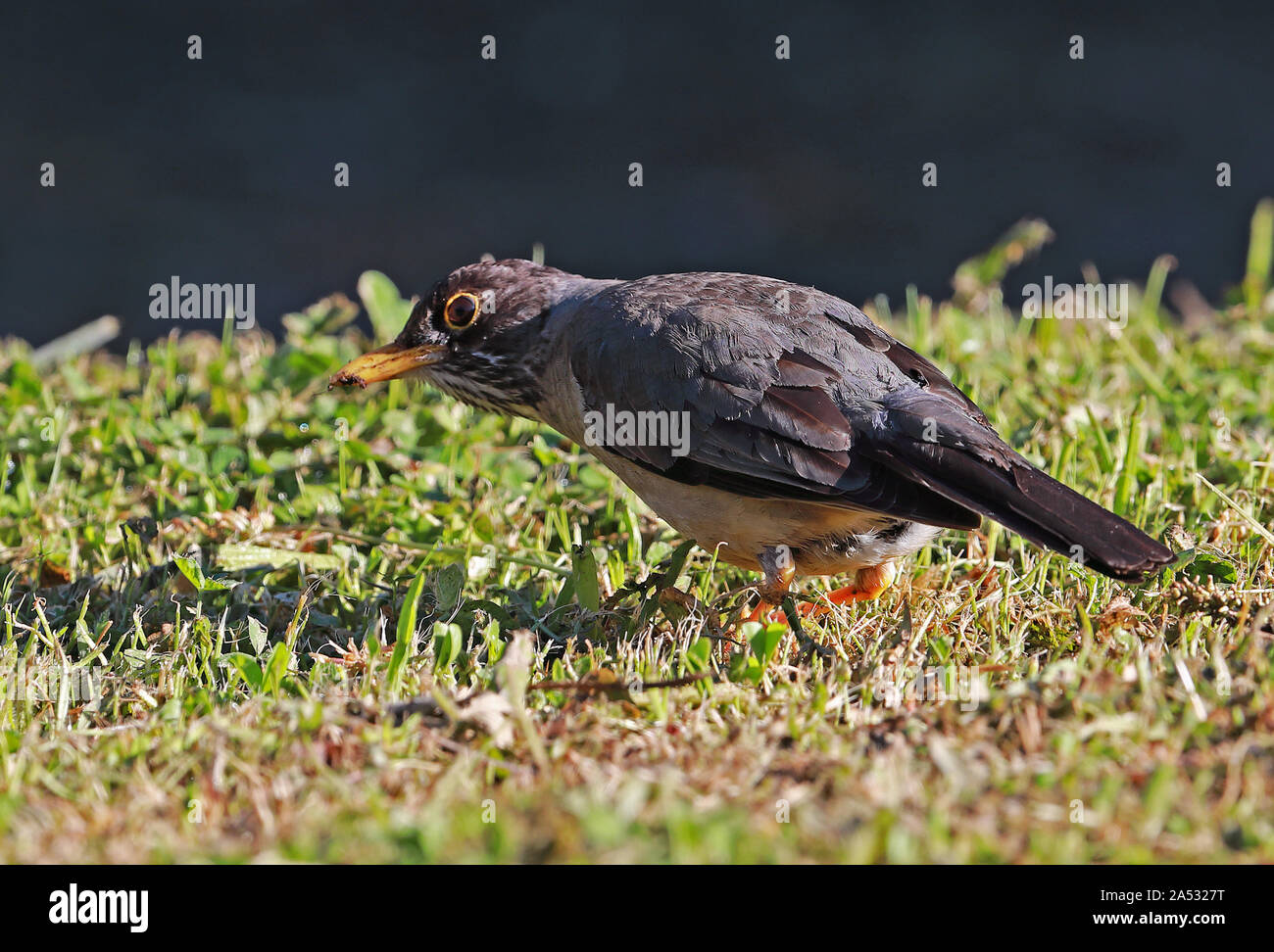 Listening for earthworms hi-res stock photography and images - Alamy