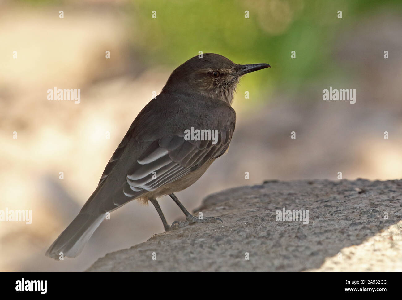 Black-billed Shrike-tyrant (Agriornis montanus maritimus) adult standing on a wall  Farellones, Chile                January Stock Photo