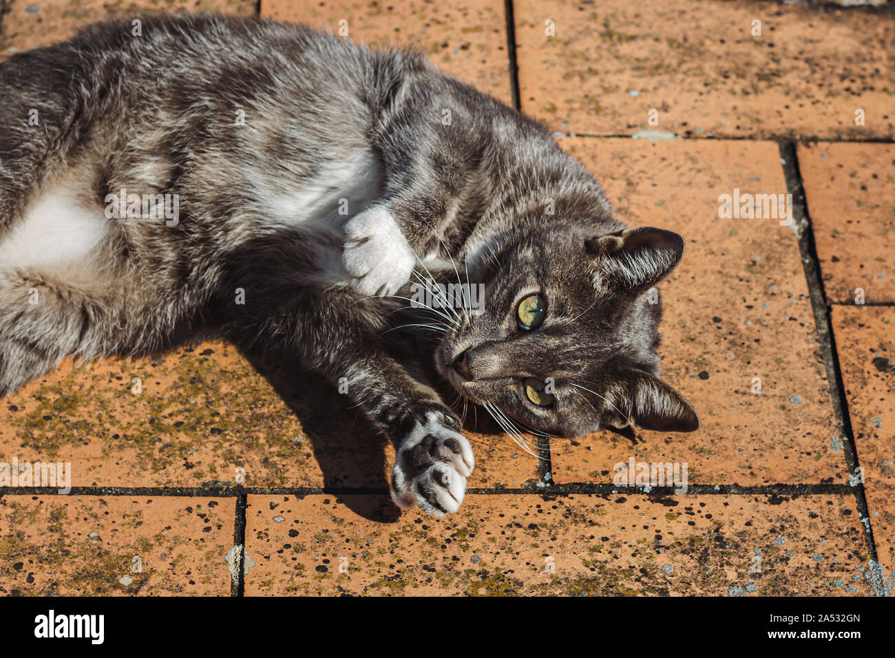A cat is laying on the ground Stock Photo