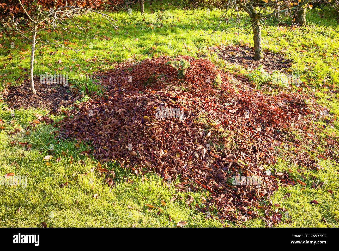 A pile of collected fallen leaves and grass cuttings ready to be used as mulch around fruit trees in a small orchard in November in an English garden Stock Photo