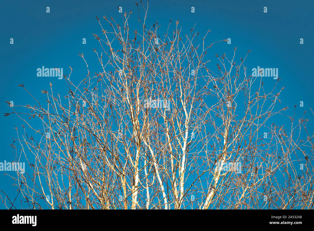 Gleaming white branches atop a Silver Birch tree in early winter stand out against a clear blue sky in an English garden in UK Stock Photo