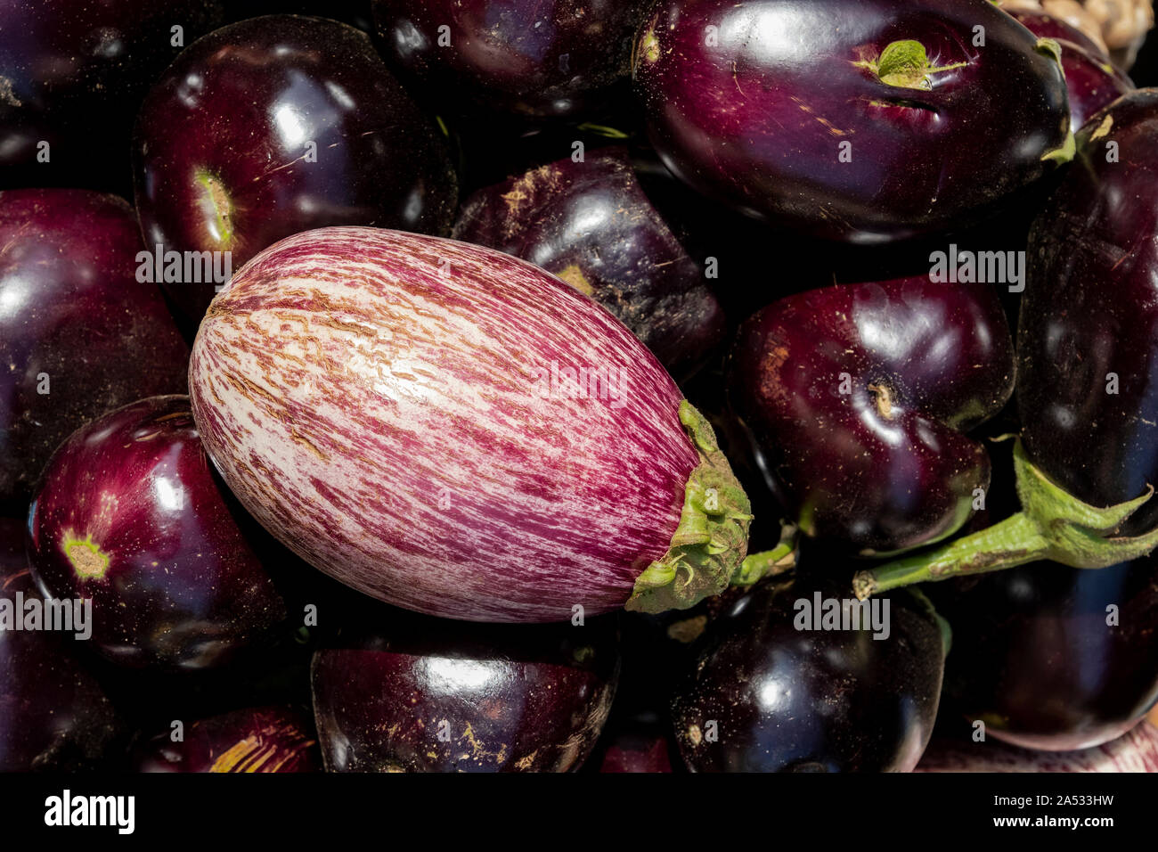 Light purple and dark group of organic eggplants Stock Photo