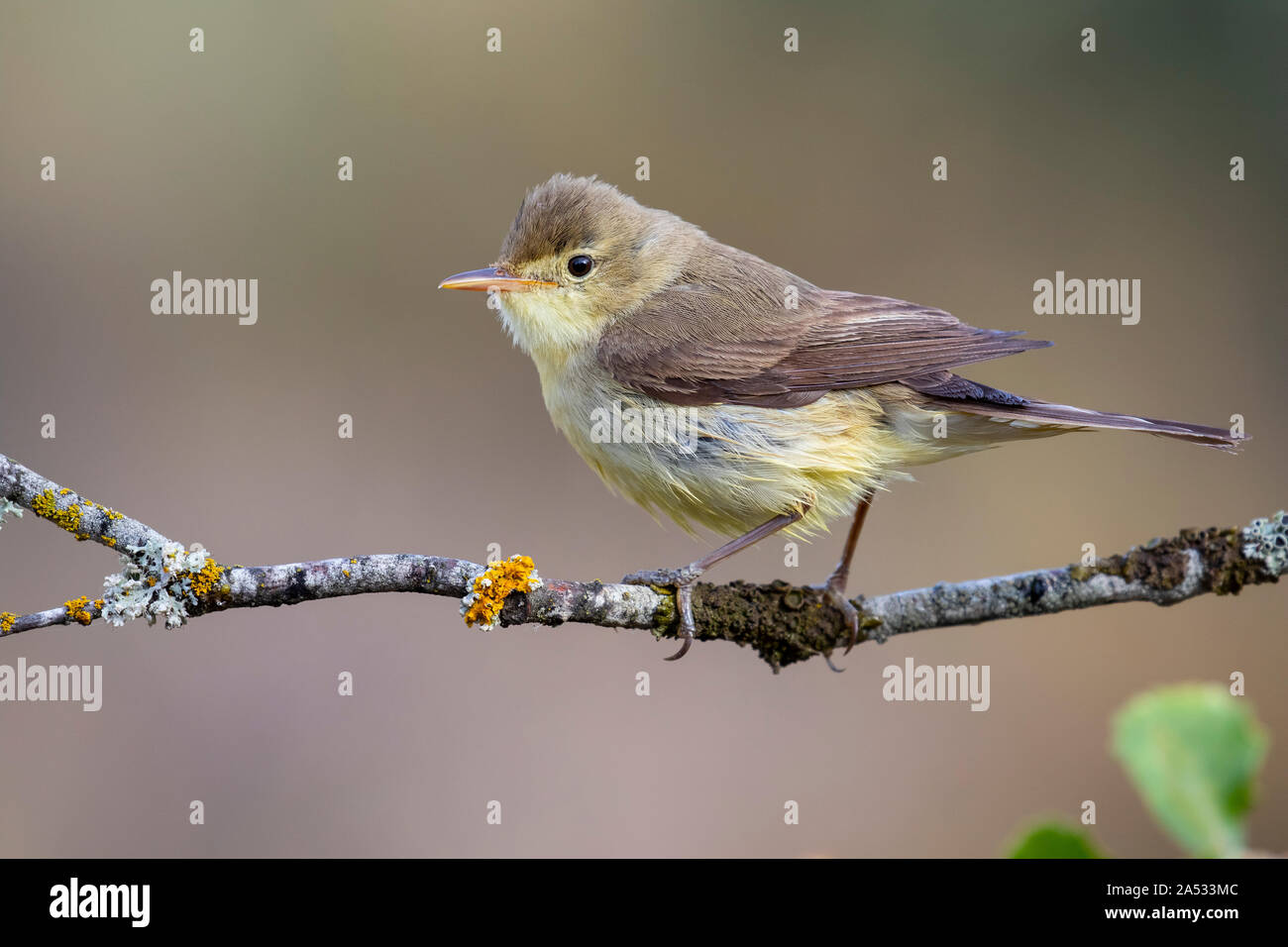 Melodious Warbler (Hippolais polyglotta), perched on a branch on a blurred background Stock Photo