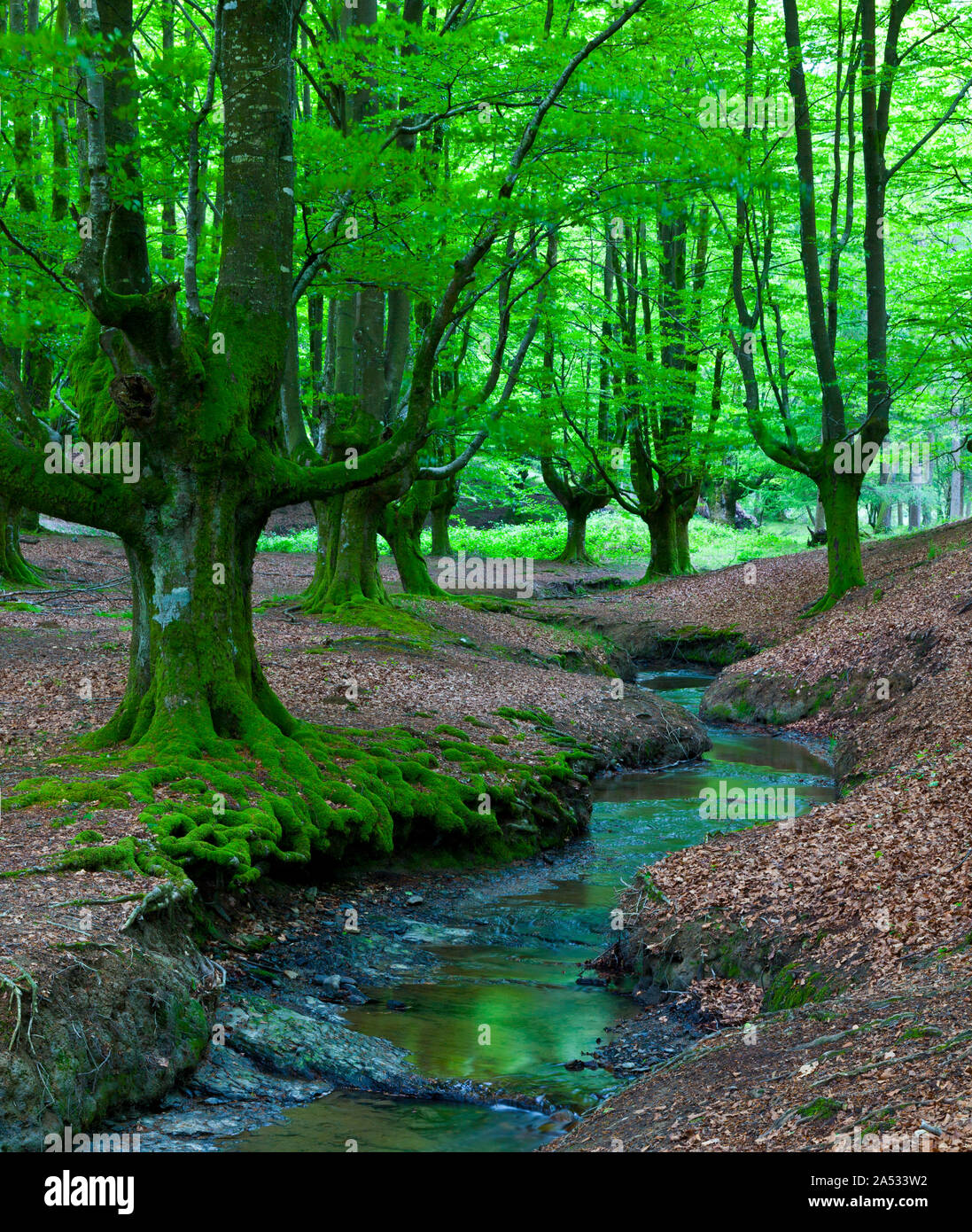 Beech forest (Bosque de Hayas), Gorbeia Natural Park,