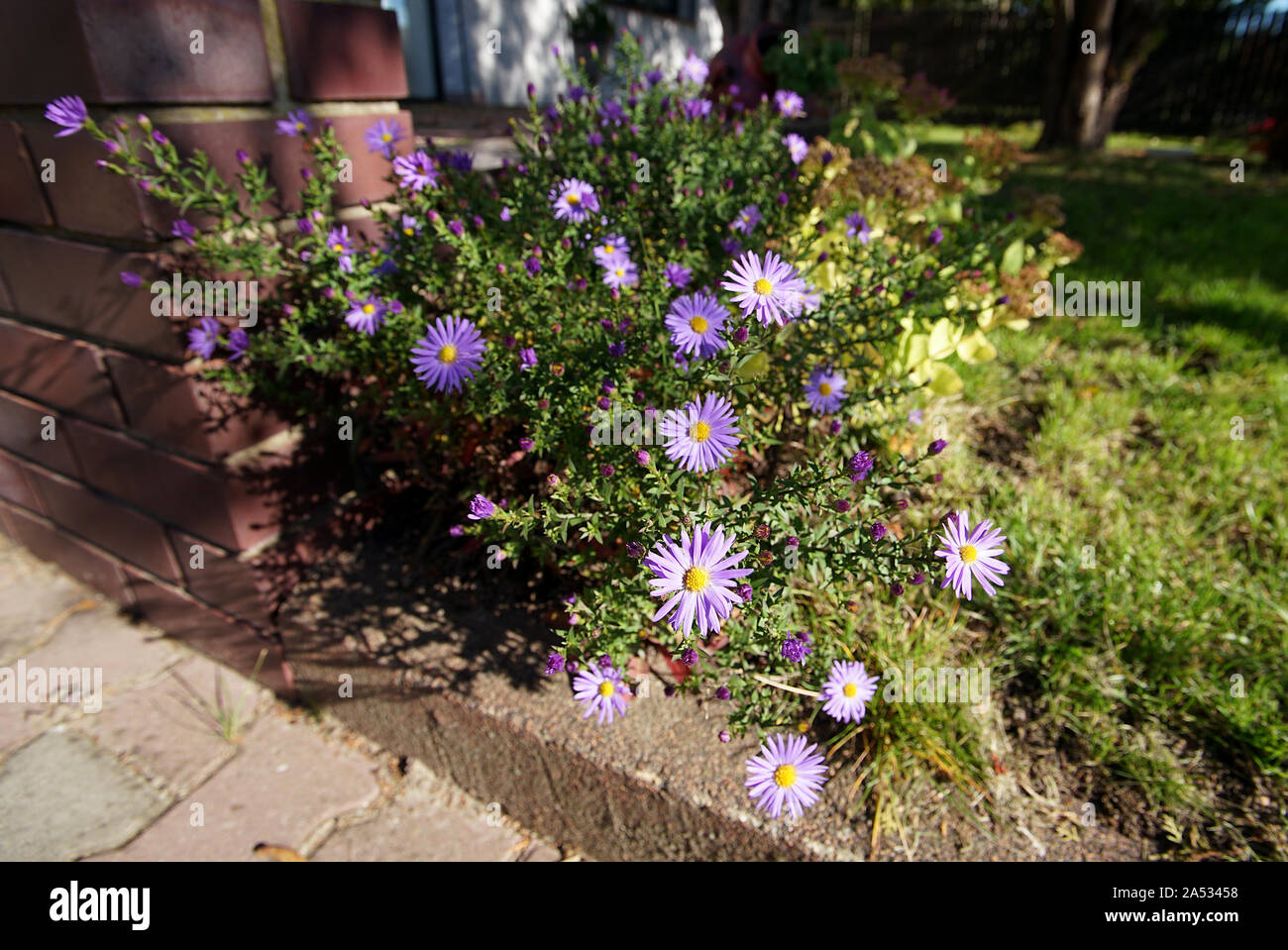 Purple flowers by a brick wall in autumn Stock Photo