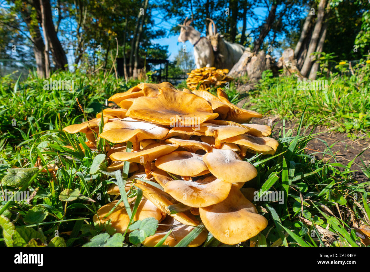 Armillaria mellea, honey fungus, is a basidiomycete fungi seen here on rotting wood in UK woodland in Autumn Stock Photo