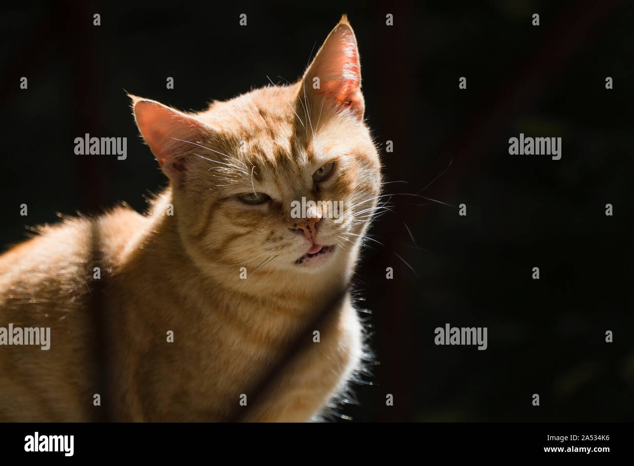 Ginger tomcat with shadows is looks like a pirate cat. Stock Photo
