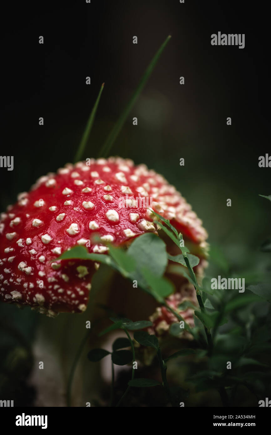 Closeup of a red toxic agaric mushroom in a deep and dark forest between moss and leaves like in a fairy tale. Stock Photo