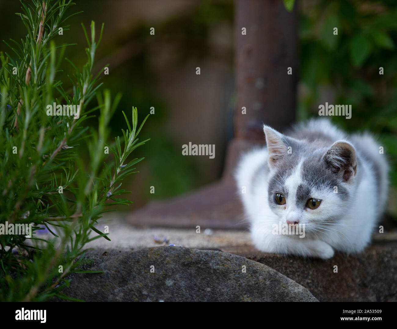 little white kitty