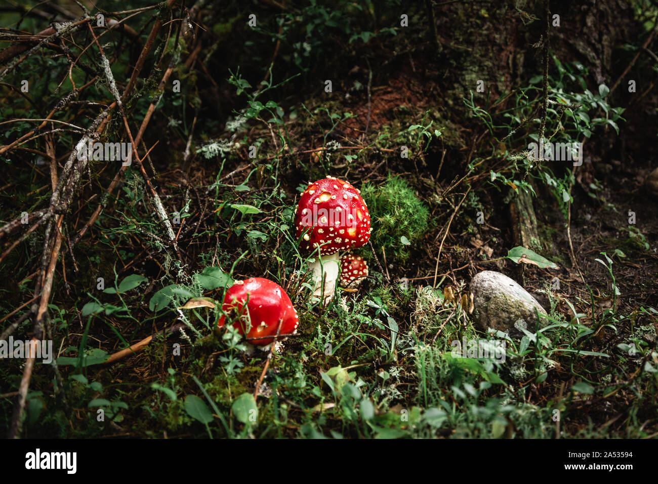 Closeup of a red toxic agaric mushroom in a deep and dark forest between moss and leaves like in a fairy tale. Stock Photo