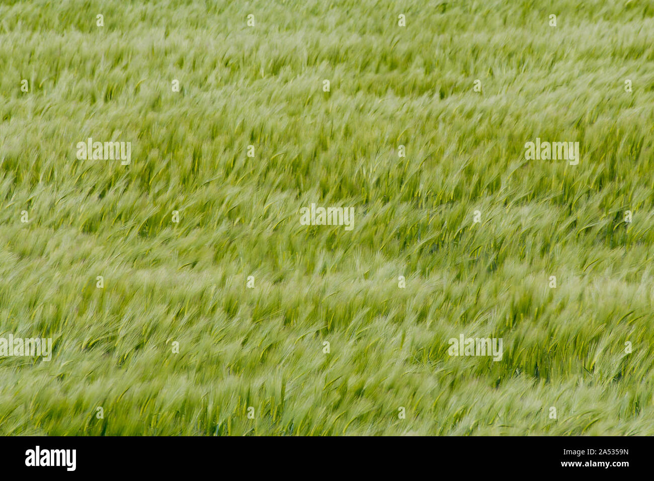 Field of green wheat moving in the wind Stock Photo