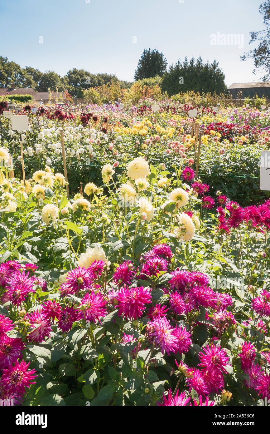 A display field of dahlias at Gilberts Nursery in Hampshire in Sepmber UK Stock Photo