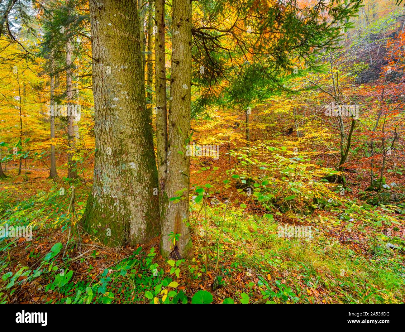 Breathtaking vivid rich colors of Autumn Fall yearly season in forest near Fuzine in Croatia Stock Photo