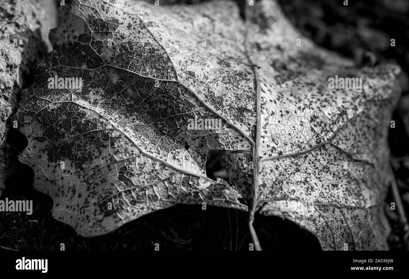 autumn leaf with close-up texture. Black and white. Cute leaf.Leaf vein close up.isolated leaf fallen to the ground. Stock Photo