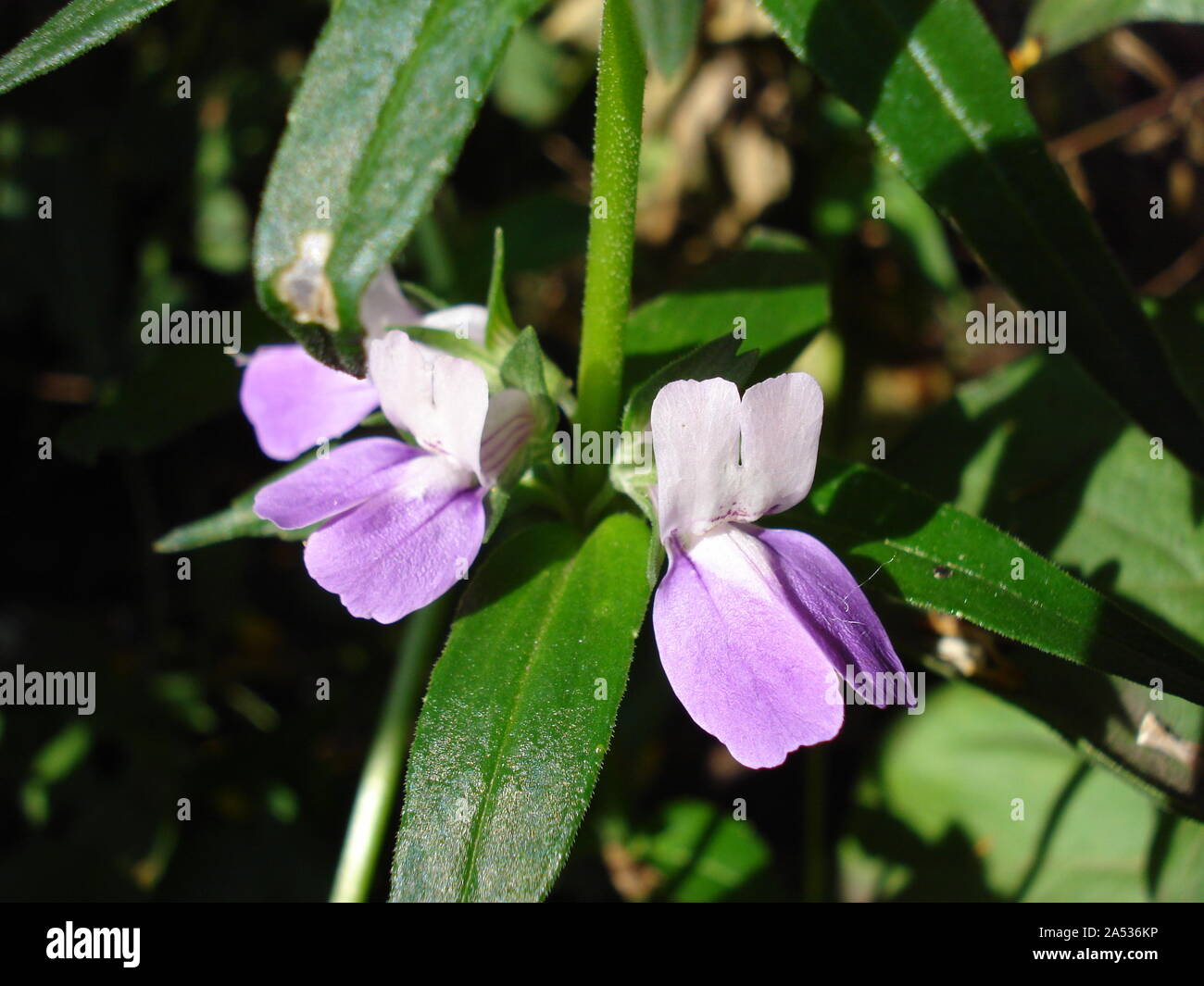 Collinsia bicolor, also called Chinese Houses, Blue-eyed Mary.  Stock Photo